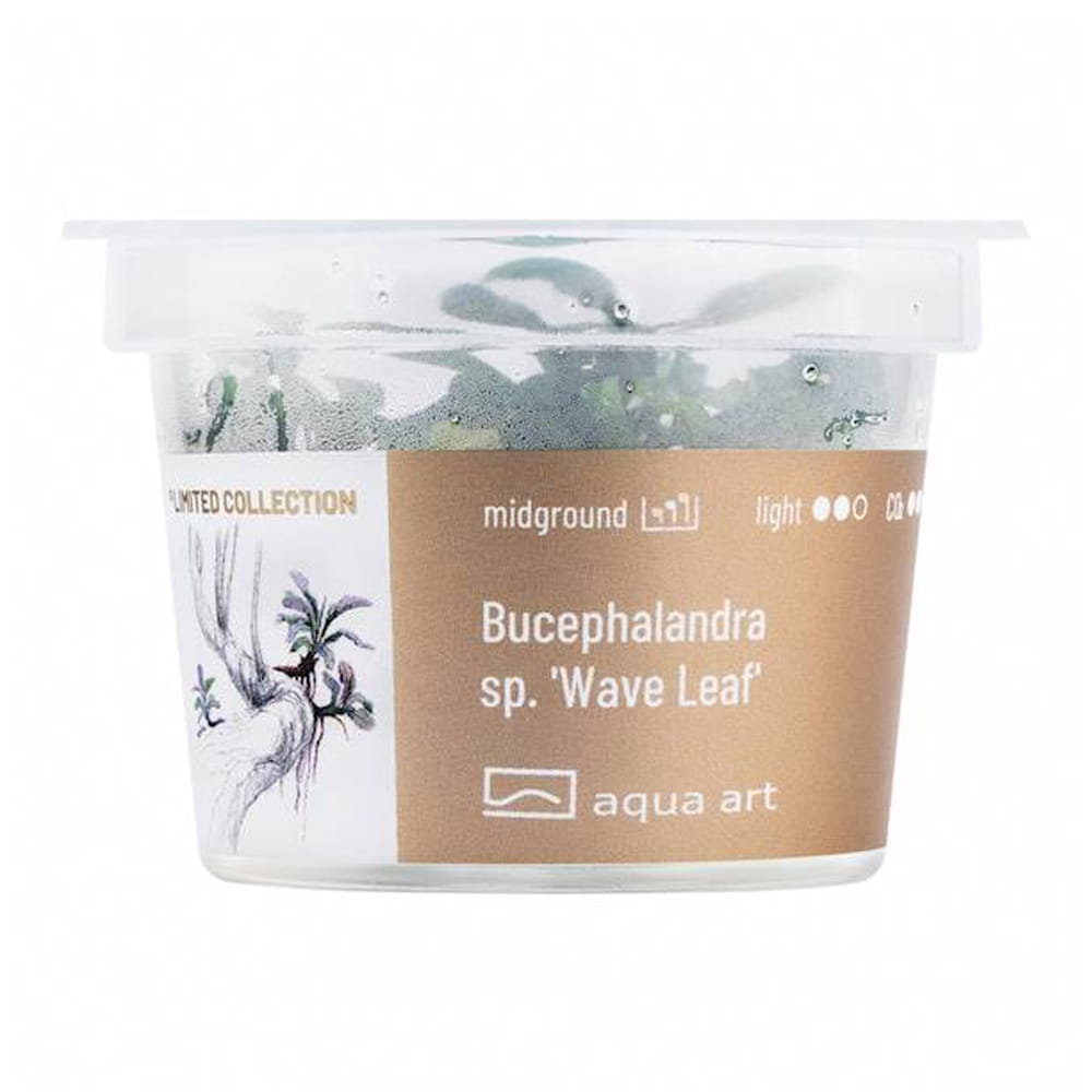Bucephalandra sp.’Wave Leaf’ In Vitro Kubek.jpg